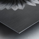 Sunflower Selfie 15 - Sunflower Portrait Art Prints Metal print