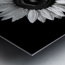 Sunflower Selfie 22 - Sunflower Portrait Art Prints Metal print