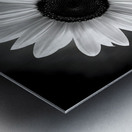 Sunflower Selfie 21 - Sunflower Portrait Art Prints Metal print