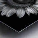 Sunflower Selfie 25 - Sunflower Portrait Art Prints Metal print