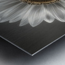 Sunflower Selfie 23 - Sunflower Portrait Art Prints Metal print