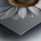 Sunflower Selfie 26 - Sunflower Portrait Art Prints Metal print