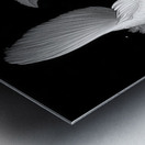 Purachina Ogon No Ketto プラチナ黄金の血統 - Platinum Ogon Bloodline - Japanese Koi Art Prints Metal print