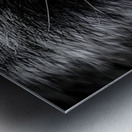 Bandit – Raccoon Portrait Art Print Metal print