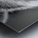 Masked Intentions – Raccoon Portrait Art Print Metal print