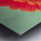 Sunlit Gerberas – Modern Botanical Art Print Impression metal