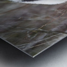 Panda Kin - Wildlife Companions Print Impression metal