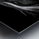 Cry of the Rockhopper – Modern Wildlife Print Metal print