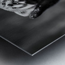 Standing Ovation – Red Panda Print Metal print