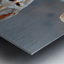 Sand Whisper – Fennec Fox Print Metal print