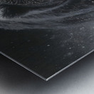 Thunder in White – Bear in the Snow Print Metal print