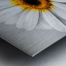 Dripping Daisies – Melting Floral Art Print Metal print