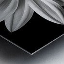 Echo in Silence – Monochrome Bloom Print Impression metal