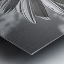 Sky Whisper – Monochrome Daisy Under Clouds Impression metal