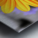 Golden Spirit – Yellow Bloom with Violet Shadows Metal print