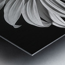 Shadow Bloom – Black and White Sunflower Portrait Print Metal print