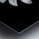 Whisper Bloom – Minimalist Daisy on Black Print Metal print