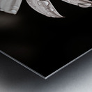 After the Rain – Dew-Kissed Daisy in Monochrome Metal print