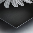 Petals of Memory – Vintage Daisy Landscape Print Metal print