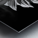 Golden Accent – Part-Color Sunflower Study Print Metal print