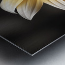 Silver Petals – Monochrome Sunflower Portrait Print Metal print