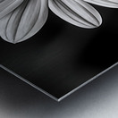 Fields of Memory – Black and White Sunflower Portrait Metal print