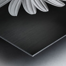 Monochrome Majesty – Sunflower in Black and White Print Metal print