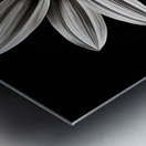 Wallflower – Sunflower of Resilience Print Metal print