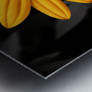 Lone Glow – Yellow Sunflower on Black Print Impression metal
