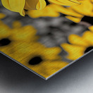 Radiant Reverie – Yellow Blossom Panorama Print Metal print