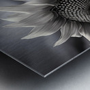 Sunlit Shadows – Dual Sunflower Study Print Metal print