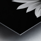 Eternal Bloom – Monochrome Sunflower Field Print Metal print