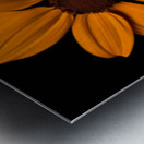 Field of Fire – Vibrant Sunflower Panorama Print Impression metal