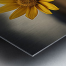 Golden Resolve – Sunflower in Sepia Field Print Metal print