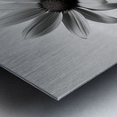 Solitary Grace – Monochrome Sunflower Portrait Print Metal print