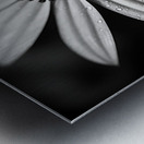 Shadow Petals – Monochrome Floral Elegance Print Metal print