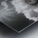 Silver Petals – Black & White Daisy Art Print Metal print