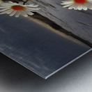 Shoreline Daisies – Coastal Botanical Art Print Metal print