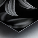 Obsidian Bloom I – Graphic Floral Print Metal print