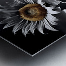 Desert Sunflower – Stormfront Monochrome Landscape Print Metal print