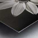 Sumptuous – Soft-Glow Daisy Monochrome Art Print Metal print