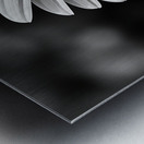 Serendipitous – Dew-Kissed Daisy Monochrome Art Print Metal print