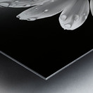 Bloomed Affinity – Monochrome Daisy Duo Art Print Metal print