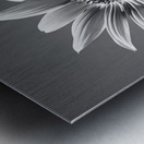 Vitamin D - Black & White Sunflower Art Print Metal print