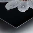 Petal Portrait – Reflective Floral Art Print Metal print