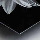 Majestic Macro – Monochrome Sunflower Close-Up Art Print Metal print