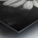 The Grace of Golden Hours – Monochrome Floral Art Print Metal print