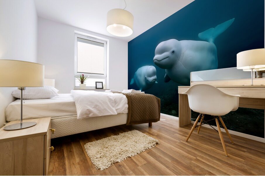 Blue Silence – Belugas in Still Water Print Mural print