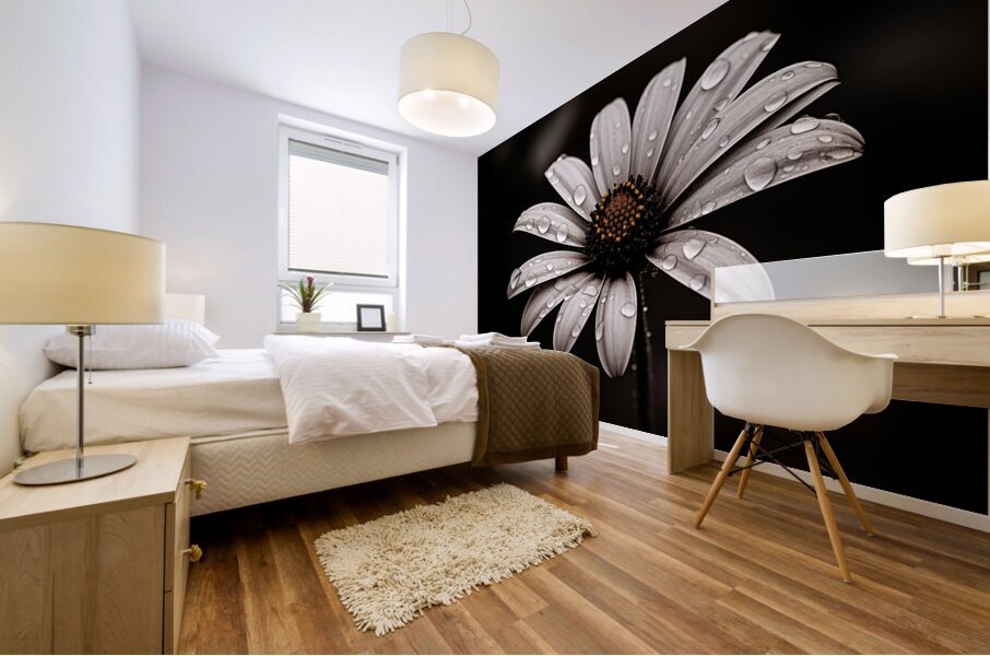 After the Rain – Dew-Kissed Daisy in Monochrome Mural print