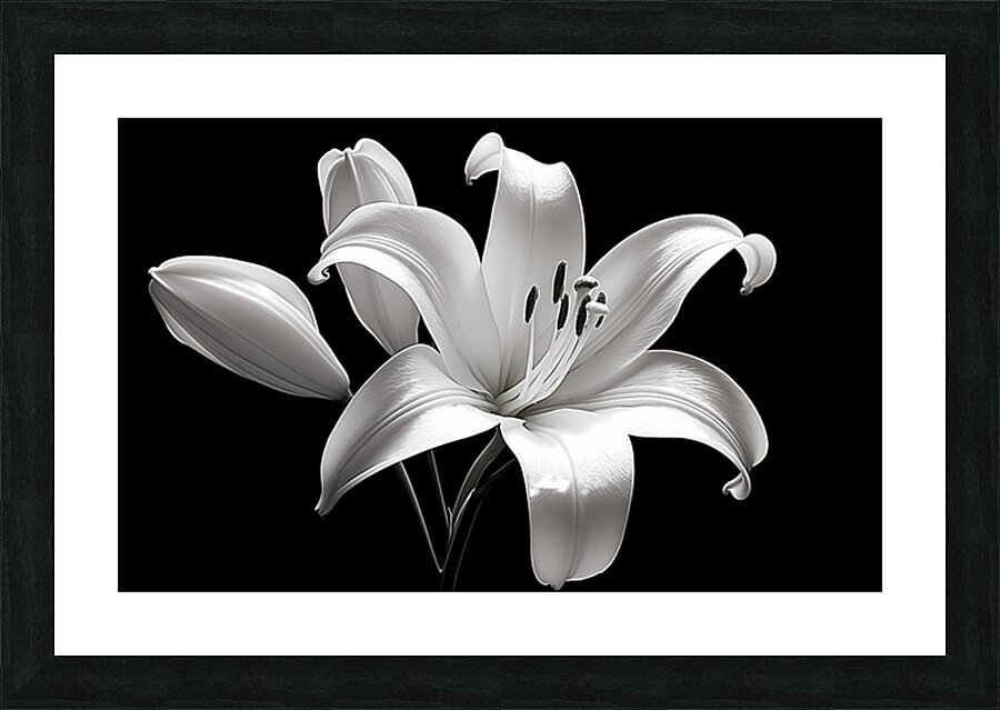 Lily Of The Light - Monochrome Lily Floral Art Prints Picture Frame print